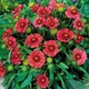 Саджанці Гайлардії «Арізона РЕД» (Gaillardia grandiflora 'Arizona RED') в 380гр горщику - изображение 1