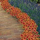 Саджанці Гайлардії «Арізона Сан» (Gaillardia grandiflora 'Arizona Sun') - изображение 3