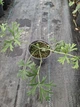 Саджанці Сон-трави, МІКС (Pulsatilla) в 380гр горщиках - изображение 2