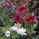 Саджанці Сон-трави, МІКС (Pulsatilla) в 380гр горщиках - изображение 3