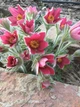 Саджанці Сон-трави, МІКС (Pulsatilla) в 380гр горщиках - изображение 4