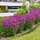 Саджанці Шавлії дібровни Карадонни Пінк (Salvia nemorosa Caradonna Pink) в 0.5л горщиках - зображення 1