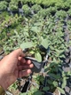 Саджанці Шавлії дібровної Карадонни (Salvia nemorosa Caradonna) в 0,5л горщиках - изображение 3