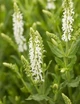 Саджанці Шавлії дібровної (лісової) Шніхугель (Salvia Schneehügel) в 0.5л горщиках - зображення 2