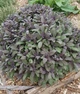 Саджанці Шавлії «Пурпуреа» (Salvia officinalis 'Purpurea') в 0.5 л горщику - изображение 2