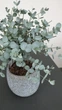 Саджанці Евкаліпту «Сільвер Долар» (Eucalyptus cinerea / Eucalyptus gunnii) в 380 гр горщику - зображення 2