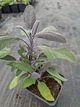 Саджанці Шавлії «Пурпуреа» (Salvia officinalis 'Purpurea') в 0.5 л горщику - изображение 3