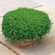 Саджанці М'яти декоративної "Мінт" (Ornamental Mint Mini ) в 380гр горщику - зображення 3