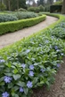Саджанці Барвіноку малого (Vinca minor) в 380 гр горщику - зображення 2