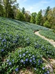 Саджанці Барвіноку малого (Vinca minor) в 380 гр горщику - зображення 3