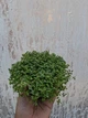 Саджанці М'яти декоративної "Мінт" (Ornamental Mint Mini ) в 380гр горщику - зображення 5