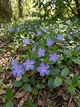 Саджанці Барвіноку малого (Vinca minor) в 380 гр горщику - зображення 4