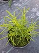 Саджанці Сантоліни лимонної, розмаринолистої (santolina rosmarinifolia 'lemon fizz) - зображення 4