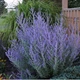 Саджанці Перовскії лебедолистої "Blue Steel"( Perovskia atriplicifolia ‘Blue Steel’) в 380гр горщику - зображення 2