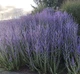 Саджанці Перовскії лебедолистої "Blue Steel"( Perovskia atriplicifolia ‘Blue Steel’) в 380гр горщику - зображення 3
