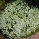 Саджанці Чебрецю (Тим'ян) Монтана (Thymus / Satureja montana) в 380 гр горщику - изображение 1