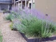 Саджанці Перовскії лебедолистої "Blue Steel"( Perovskia atriplicifolia ‘Blue Steel’) в 380гр горщику - зображення 4