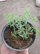 Саджанці Чебрецю (Тим'ян) Монтана (Thymus / Satureja montana) в 380 гр горщику - изображение 2