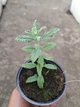 Саджанці Перовскії лебедолистої "Blue Steel"( Perovskia atriplicifolia ‘Blue Steel’) в 380гр горщику - зображення 5
