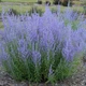 Саджанці Перовскія «Блу Спаєр» (Perovskia atriplicifolia 'Blue Spire') в 380гр горщику - зображення 2