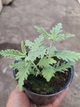 Саджанці Перовскія «Блу Спаєр» (Perovskia atriplicifolia 'Blue Spire') в 380гр горщику - зображення 3