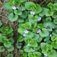 Саджанці Будри Ампельної Зеленої (Glechoma hederacea"Green") в 380 гр горщику - зображення 2