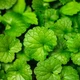 Саджанці Будри Ампельної Зеленої (Glechoma hederacea"Green") в 380 гр горщику - зображення 3