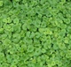 Саджанці Будри Ампельної Зеленої (Glechoma hederacea"Green") в 380 гр горщику - зображення 4