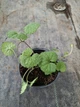 Саджанці Будри Ампельної Зеленої (Glechoma hederacea"Green") в 380 гр горщику - зображення 5