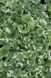 Саджанці Будри ампельної варієгатної (Glechoma hederacea 'Variegata')в 380 гр горщику - зображення 3