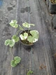 Саджанці Будри ампельної варієгатної (Glechoma hederacea 'Variegata')в 380 гр горщику - зображення 5