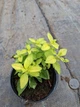 Саджанці Орегано Голд, материнка звичайна (Origanum Gold) в 380 гр горщику - зображення 5