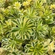 Саджанці Очитока (Седума) Міддендорфа (Sedum middendorffianum) в 380 гр горщику - зображення 1