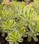 Саджанці Очитока (Седума) Міддендорфа (Sedum middendorffianum) в 380 гр горщику - зображення 2