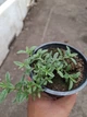 Саджанці Вероніки лежачої "Нестор" (Veronica prostrata "Nestor") в 380 гр горщику - изображение 3