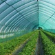 Затіняюча сітка Agreen 60% (4х10) 006332 - зображення 6