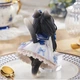 Аніме фігурка 16 см чайна киця, Tea Time Cats, статуетка дівчинка котик - зображення 2