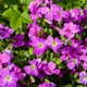 Саджанці Обрієти Каскад Ред (Aubrieta hybrida Red Cascade) Р9 - изображение 2