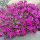 Саджанці Обрієти Каскад Ред (Aubrieta hybrida Red Cascade) Р9 - изображение 3