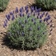Саджанці Лаванди вузьколистої Манстед (Lavandula angustifolia Munstead) Р9 - зображення 2