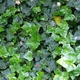 Саджанці Плюща звичайного (Hedera helix) Р9 - изображение 5