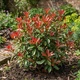 Саджанці Фотінії Фразера Red Robin (Photinia fraseri Red Robin) Р9 - зображення 1