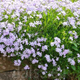 Саджанці Флокса шилоподібного Емеральд Кюшон Блю (Phlox subulata Emerald Cushion Blue) Р9 - зображення 6