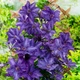 Саджанці Клематиса Президент (Clematis The President) Р9 - изображение 1