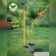 Саджанці Спаржі делікатесної (Asparagus officinalis 'Delikatessen') Р9 - изображение 3