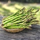 Саджанці Спаржі делікатесної (Asparagus officinalis 'Delikatessen') Р9 - изображение 5