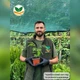 Саджанці Альбіції ленкоранської або ленкоранська акація (Albizia julibrissin) - изображение 4