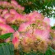 Саджанці Альбіції ленкоранської або ленкоранська акація (Albizia julibrissin) - изображение 6