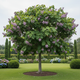 Саджанці Павловнії або Адамове дерево (Paulownia) Р9 - изображение 2