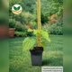 Саджанці Павловнії або Адамове дерево (Paulownia) Р9 - изображение 3